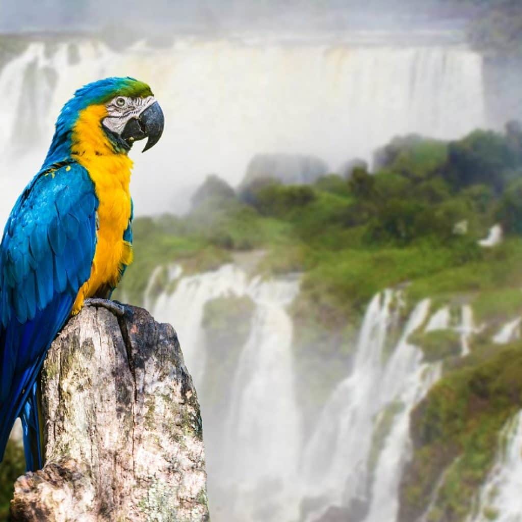 Blue and Yellow Macaw in Iguazu Falls Brazil