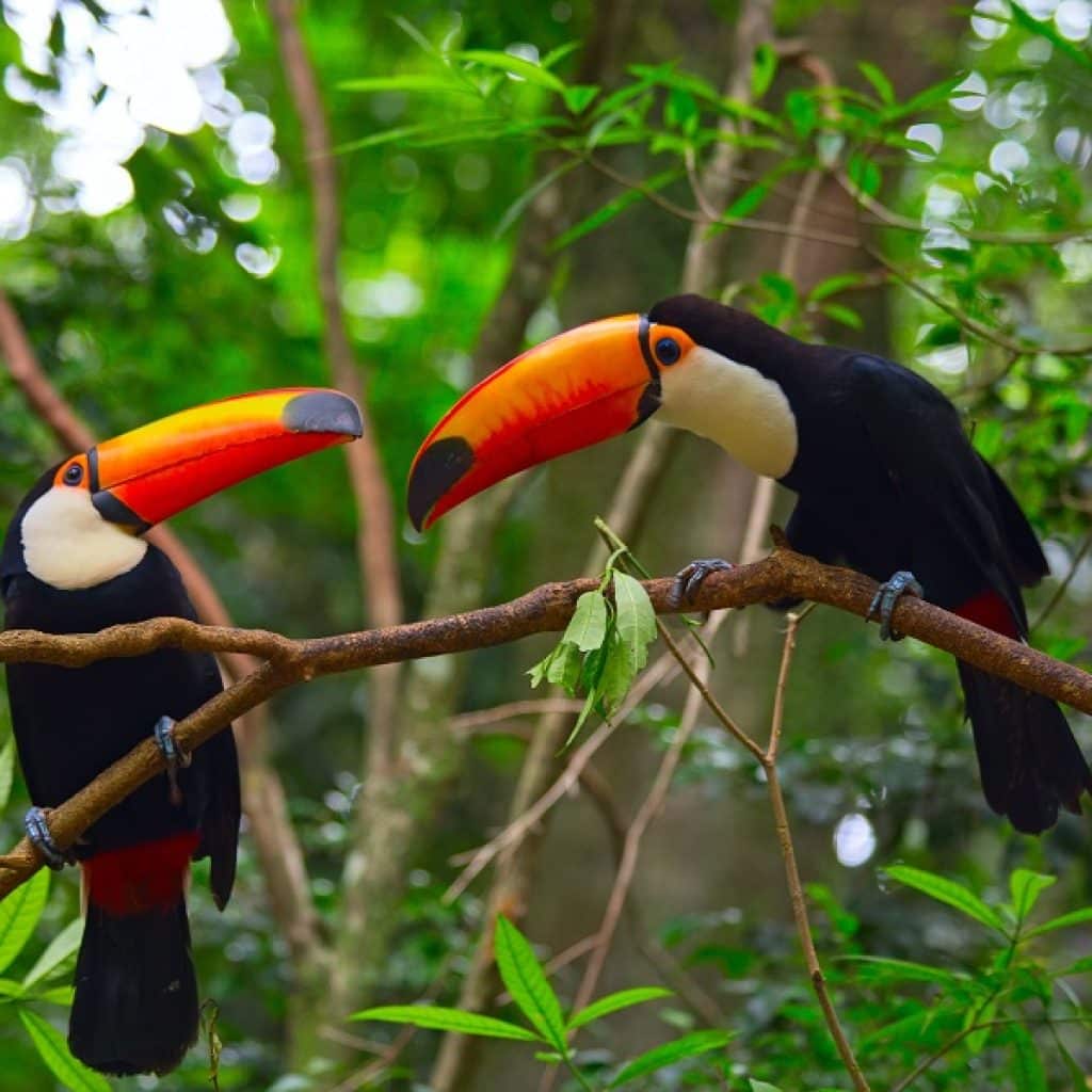 Colorful tucan