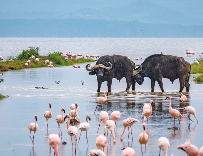 Lake Naivasha, Kenya