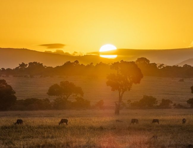 Masai Mara, Kenya